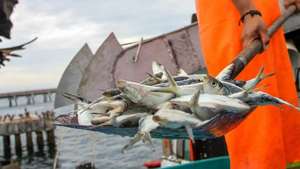 México abastece a 29 países con sardinas, capturando el 3 de la producción global